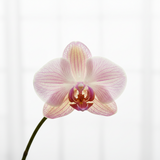 Orchid