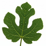 Fig leaf