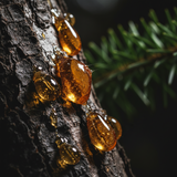 Fir Resin