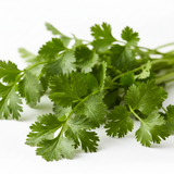 Coriander