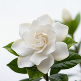Gardenia