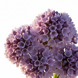 Heliotrope