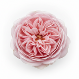 May rose