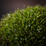 Moss