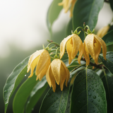 Ylang-ylang